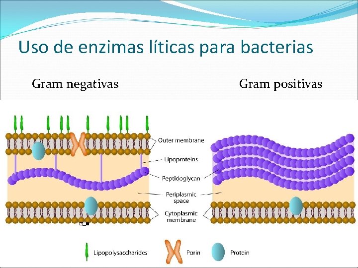 Uso de enzimas líticas para bacterias Gram negativas Gram positivas 