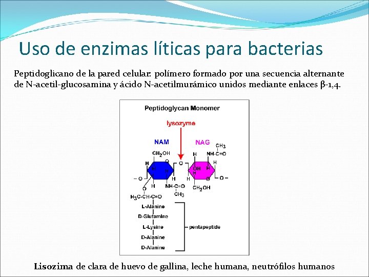 Uso de enzimas líticas para bacterias Peptidoglicano de la pared celular: polímero formado por