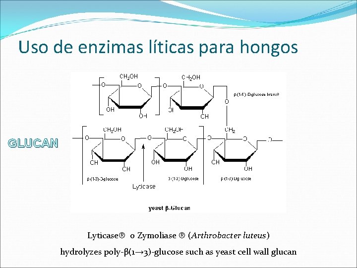 Uso de enzimas líticas para hongos GLUCAN Lyticase o Zymoliase (Arthrobacter luteus) hydrolyzes poly-β(1→