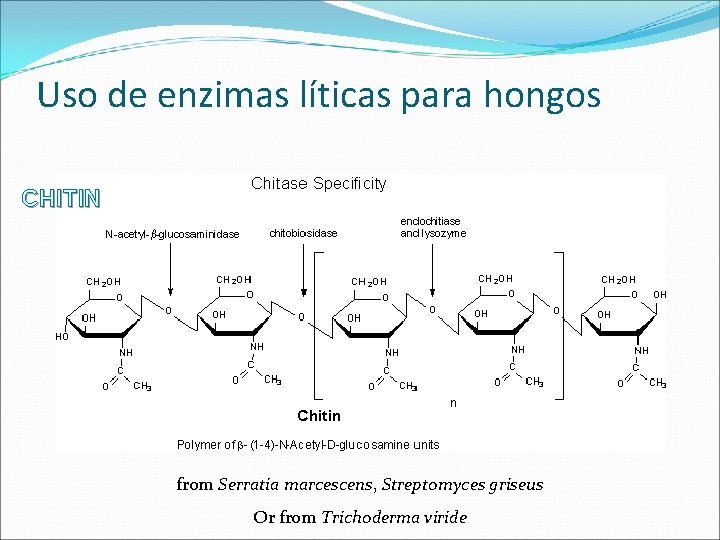 Uso de enzimas líticas para hongos CHITIN from Serratia marcescens, Streptomyces griseus Or from