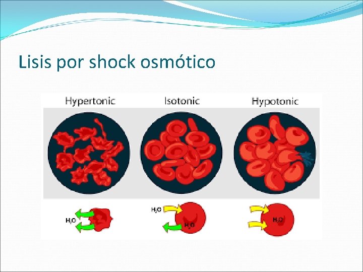 Lisis por shock osmótico 