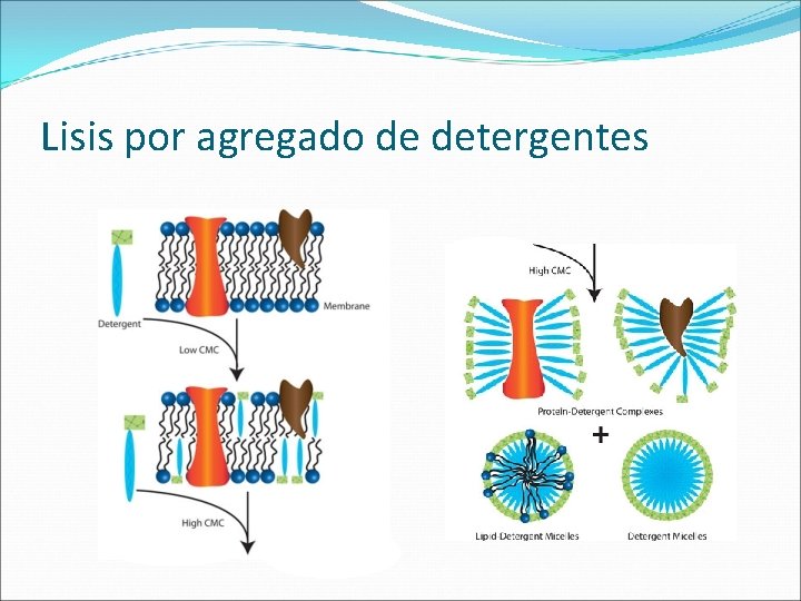 Lisis por agregado de detergentes 