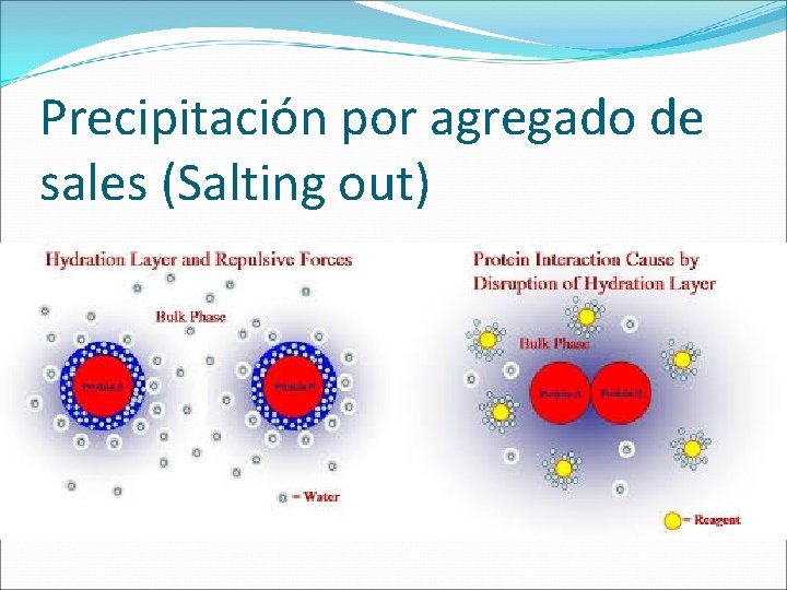 Precipitación por agregado de sales (Salting out) 