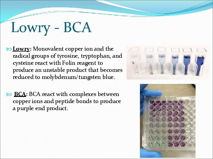 Lowry - BCA Lowry: Monovalent copper ion and the radical groups of tyrosine, tryptophan,