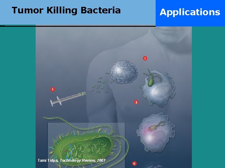 Tumor Killing Bacteria Tami Tolpa, Technology Review, 2007 Applications 