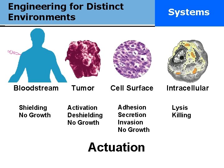 Engineering for Distinct Really smart Environments Bloodstream Shielding No Growth Tumor Activation Deshielding No