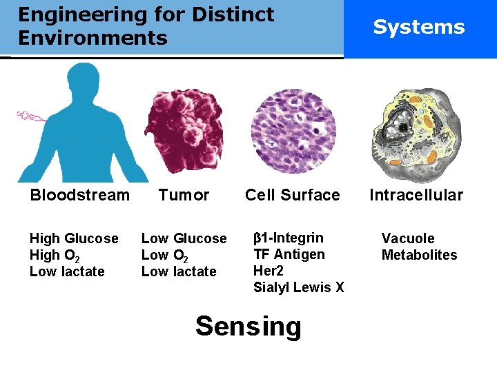 Engineering for Distinct Really smart Environments Bloodstream High Glucose High O 2 Low lactate