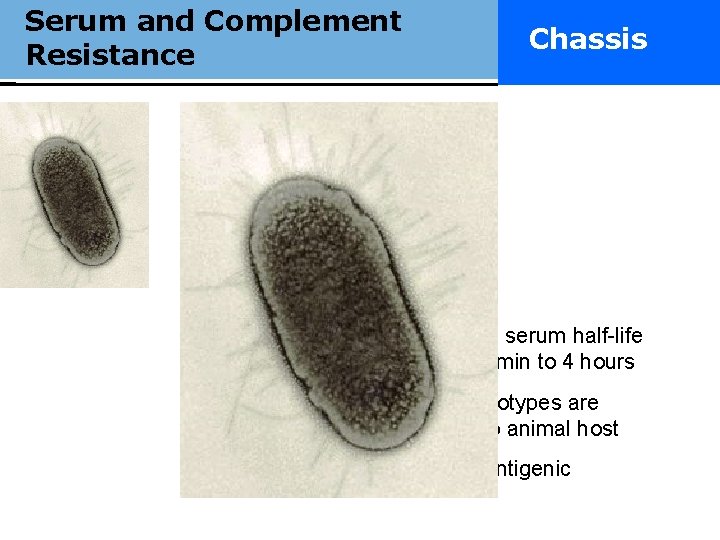 Serum and Complement Really smart Resistance drugs. Chassis Increase serum half-life from <5 min