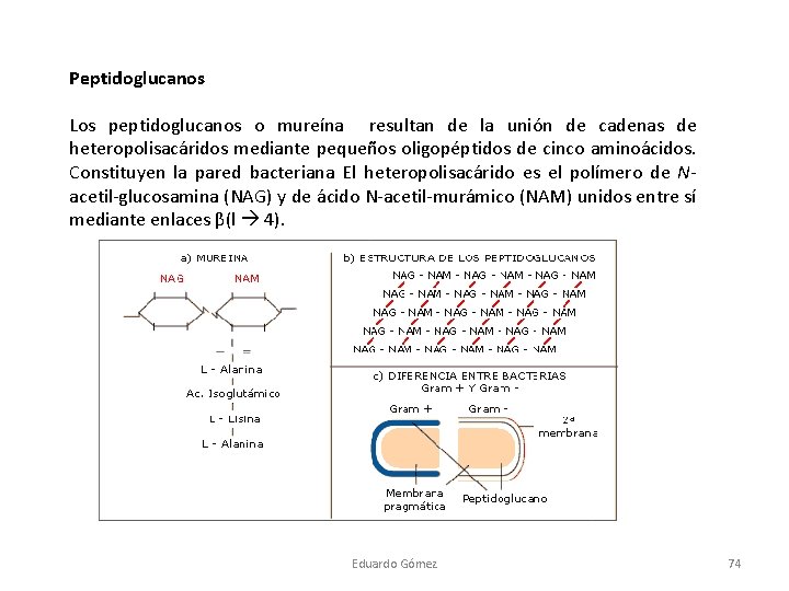 Peptidoglucanos Los peptidoglucanos o mureína resultan de la unión de cadenas de heteropolisacáridos mediante