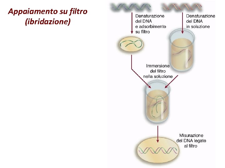 Appaiamento su filtro (ibridazione) 