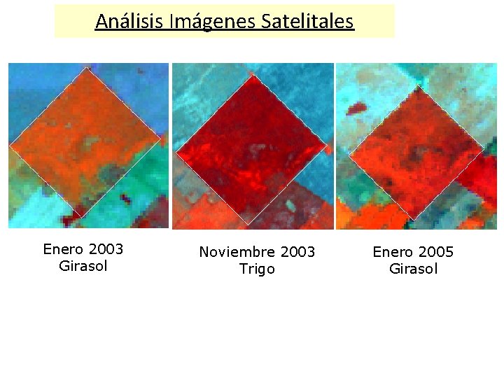 Análisis Imágenes Satelitales Enero 2003 Girasol Noviembre 2003 Trigo Enero 2005 Girasol 