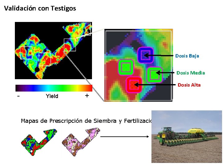 Validación con Testigos Dosis Baja Dosis Media Dosis Alta - Yield + Mapas de