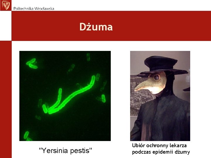 Dżuma "Yersinia pestis" Ubiór ochronny lekarza podczas epidemii dżumy 