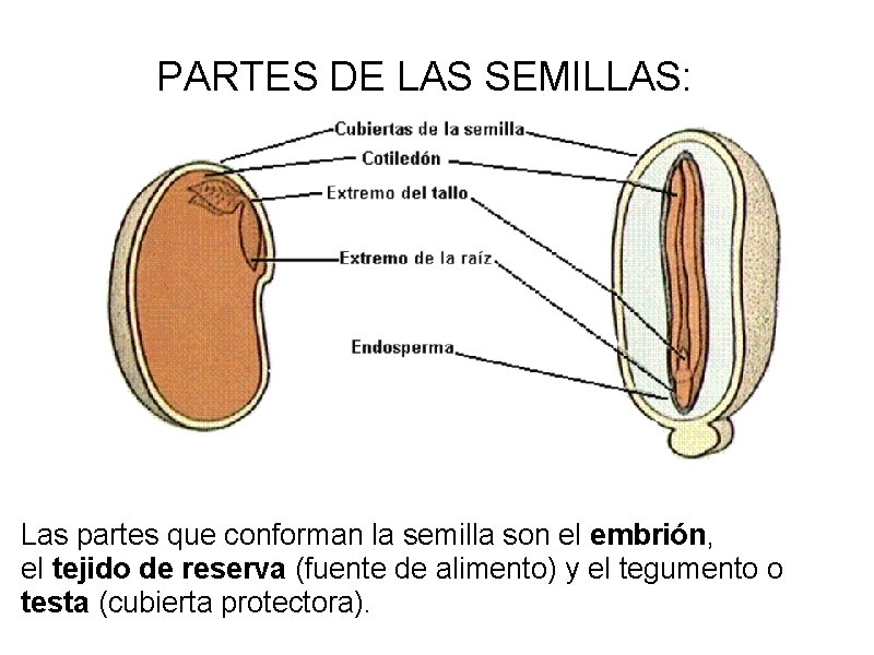 PARTES DE LAS SEMILLAS: Las partes que conforman la semilla son el embrión, el