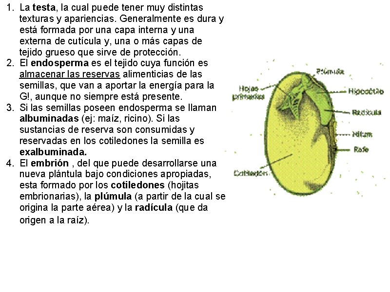 1. La testa, la cual puede tener muy distintas texturas y apariencias. Generalmente es