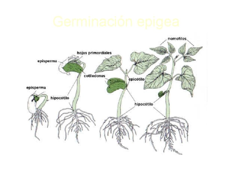 Germinación epigea Germinación epigea