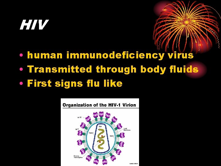 HIV • human immunodeficiency virus • Transmitted through body fluids • First signs flu HIV • human immunodeficiency virus • Transmitted through body fluids • First signs flu