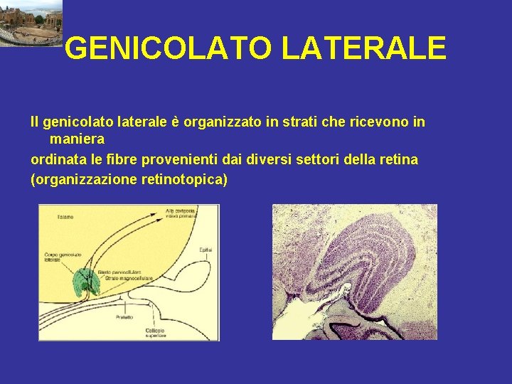 GENICOLATO LATERALE Il genicolato laterale è organizzato in strati che ricevono in maniera ordinata