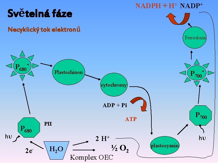 NADPH + H+ NADP+ Světelná fáze Necyklický tok elektronů Ferredoxin P 680* Plastochinon P