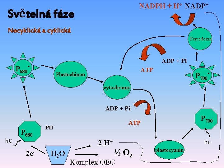 NADPH + H+ NADP+ Světelná fáze Necyklická a cyklická Ferredoxin ADP + Pi P