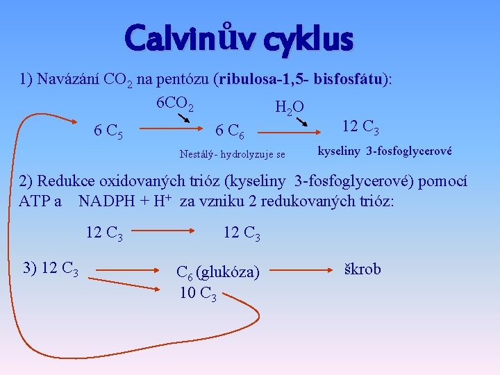 Calvinův cyklus 1) Navázání CO 2 na pentózu (ribulosa-1, 5 - bisfosfátu): 6 CO