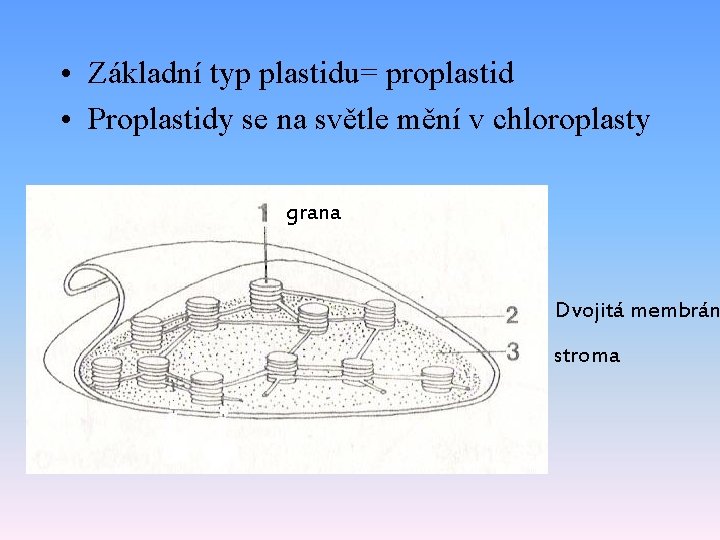 • Základní typ plastidu= proplastid • Proplastidy se na světle mění v chloroplasty • Základní typ plastidu= proplastid • Proplastidy se na světle mění v chloroplasty