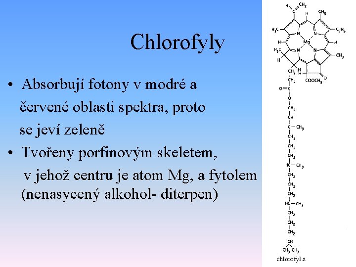 Chlorofyly • Absorbují fotony v modré a červené oblasti spektra, proto se jeví zeleně