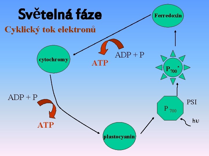 Světelná fáze Ferredoxin Cyklický tok elektronů cytochromy ATP ADP + P P 700* ADP Světelná fáze Ferredoxin Cyklický tok elektronů cytochromy ATP ADP + P P 700* ADP