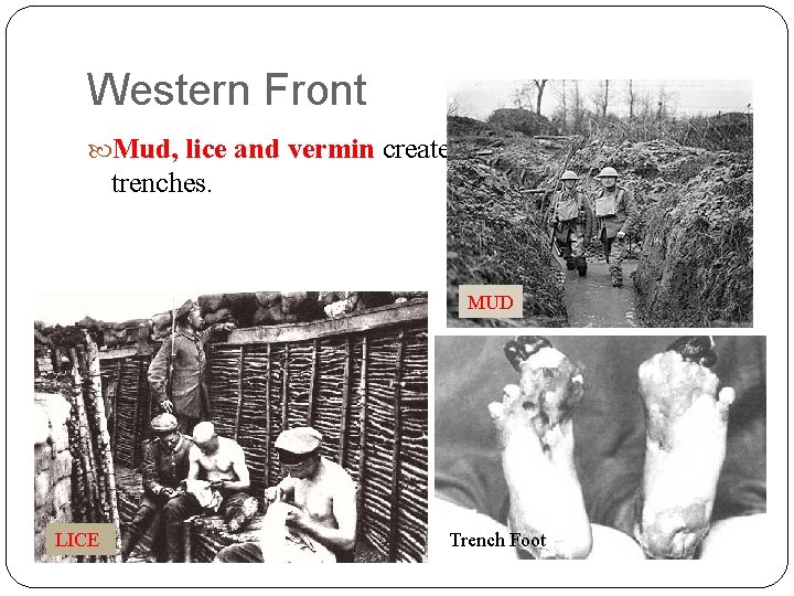Western Front Mud, lice and vermin created horrific conditions in trenches. MUD LICE Trench