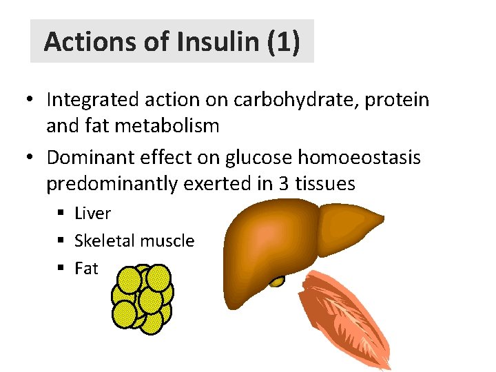 Actions of Insulin (1) • Integrated action on carbohydrate, protein and fat metabolism •