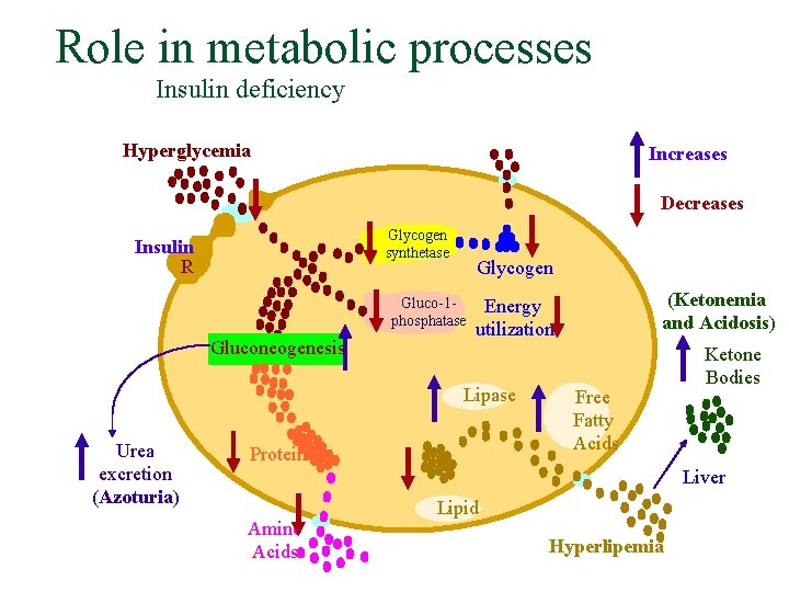 Role in metabolic processes Insulin deficiency Hyperglycemia Increases Decreases Glycogen synthetase Insulin R Glycogen