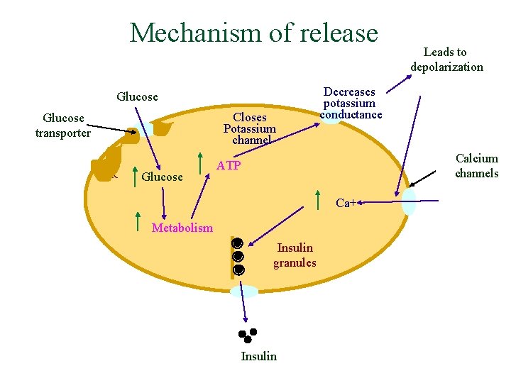 Mechanism of release Glucose Closes Potassium channel Glucose transporter R Glucose Leads to depolarization