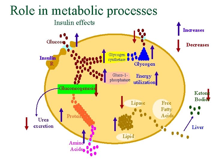 Role in metabolic processes Insulin effects Increases Glucose Decreases Glycogen synthetase Insulin R Gluco-1