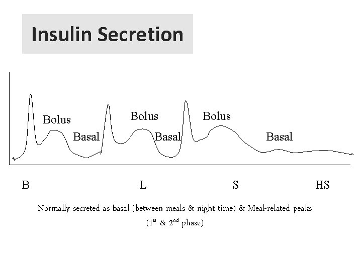 Insulin Secretion Bolus Basal B Basal L Bolus Basal S HS Normally secreted as