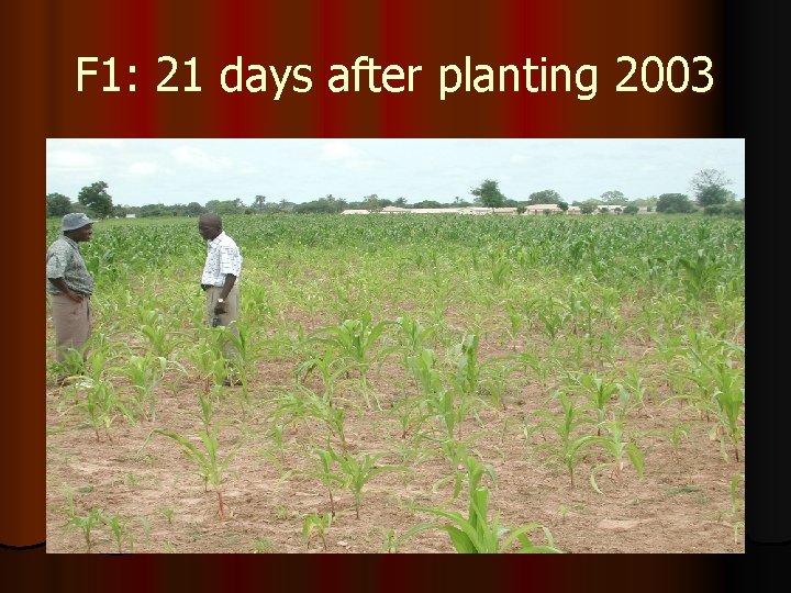 F 1: 21 days after planting 2003 
