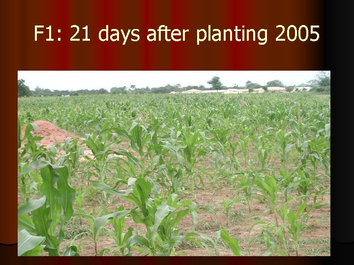 F 1: 21 days after planting 2005 
