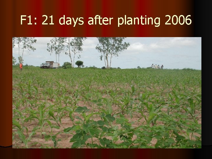 F 1: 21 days after planting 2006 