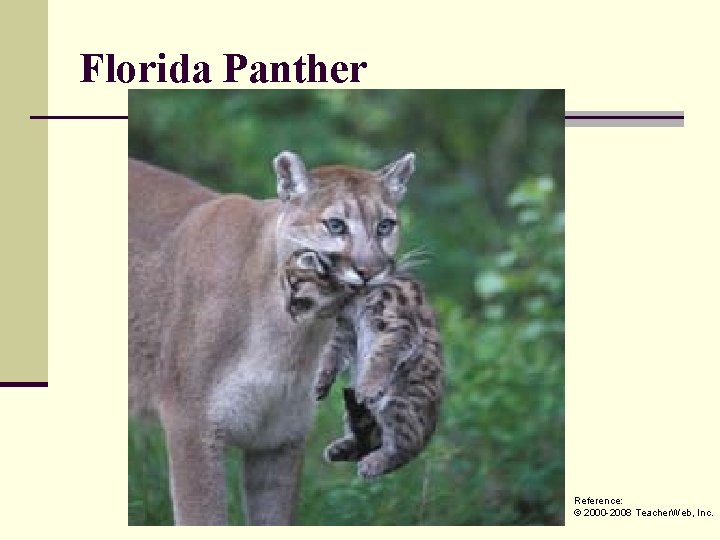 Florida Panther Reference: © 2000 -2008 Teacher. Web, Inc. 