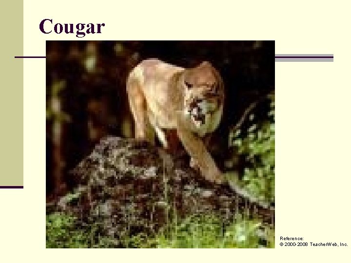 Cougar Reference: © 2000 -2008 Teacher. Web, Inc. 