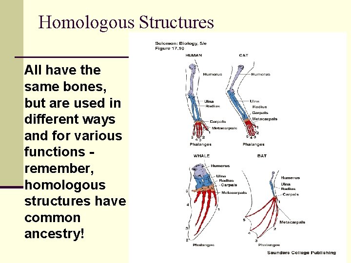 Homologous Structures All have the same bones, but are used in different ways and