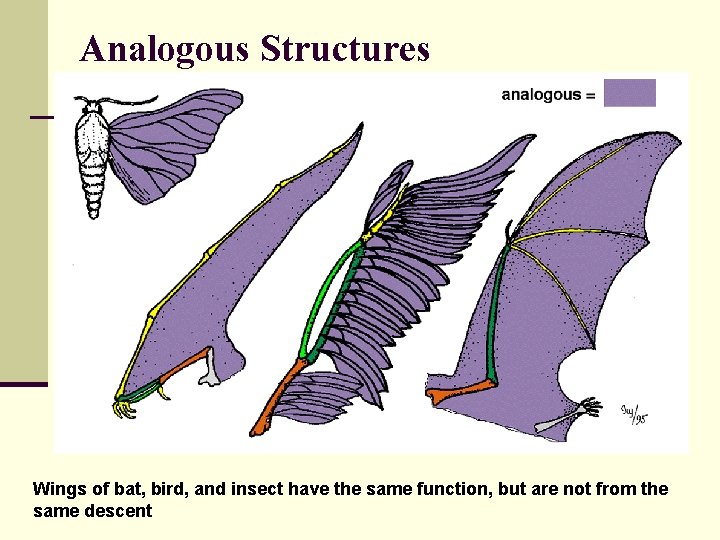 Analogous Structures Wings of bat, bird, and insect have the same function, but are