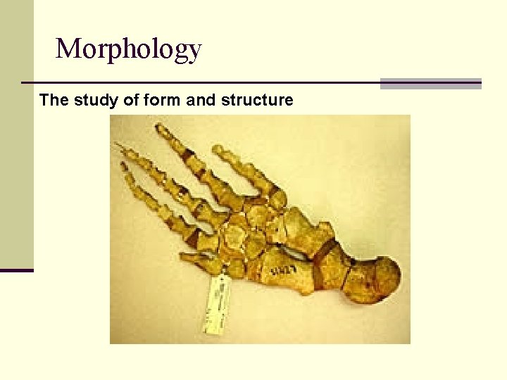 Morphology The study of form and structure 