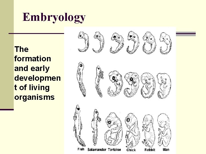 Embryology The formation and early developmen t of living organisms 