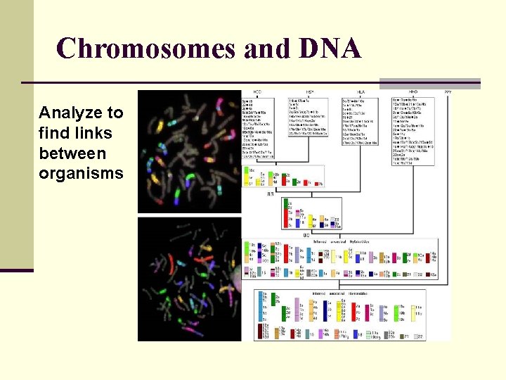 Chromosomes and DNA Analyze to find links between organisms 