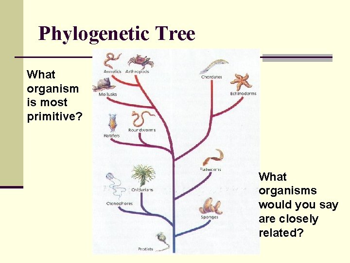 Phylogenetic Tree What organism is most primitive? What organisms would you say are closely