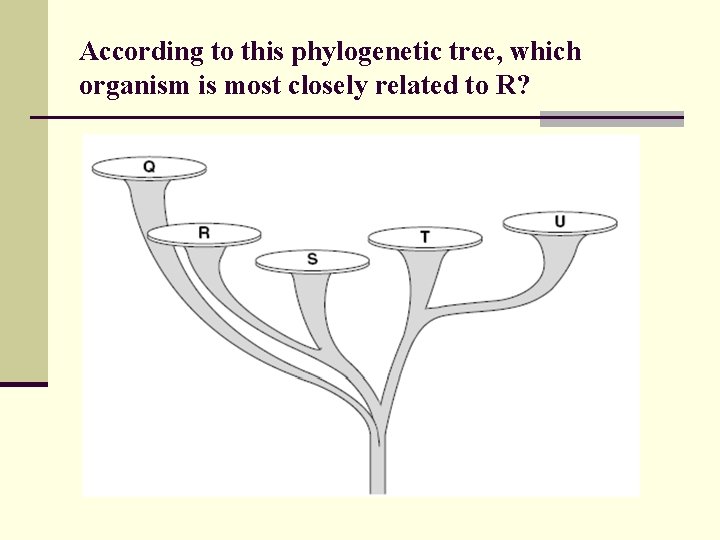 According to this phylogenetic tree, which organism is most closely related to R? 