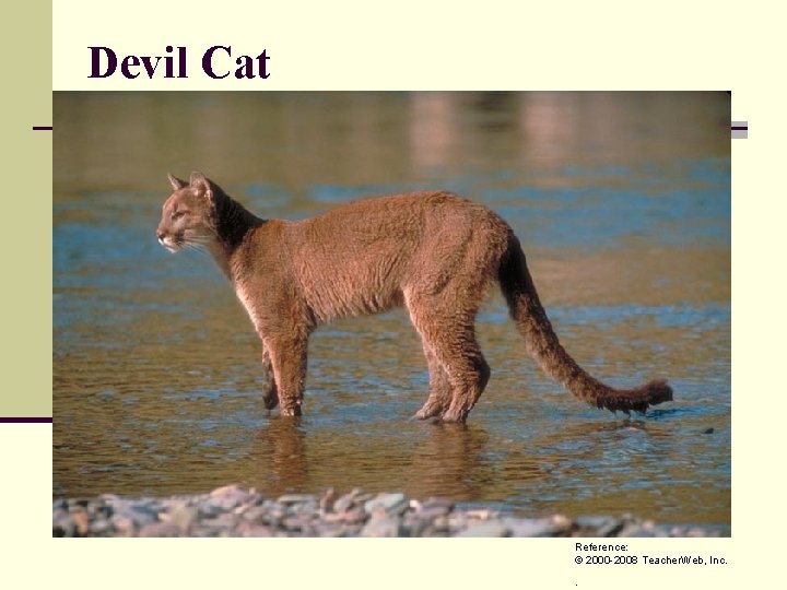 Devil Cat Reference: © 2000 -2008 Teacher. Web, Inc. . 