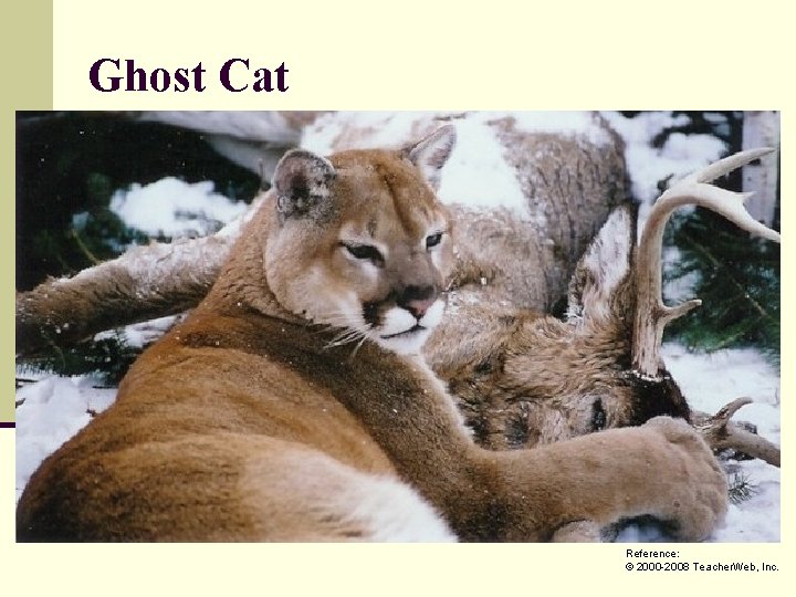 Ghost Cat Reference: © 2000 -2008 Teacher. Web, Inc. 