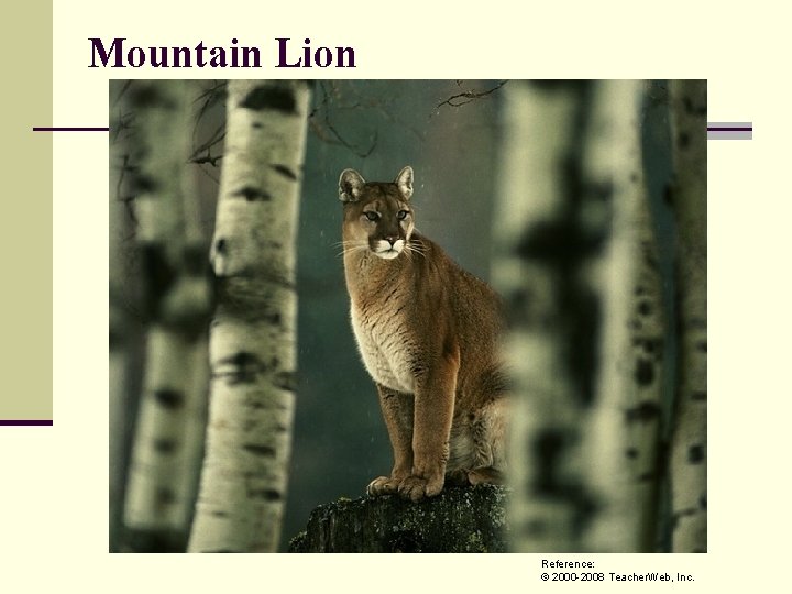 Mountain Lion Reference: © 2000 -2008 Teacher. Web, Inc. 