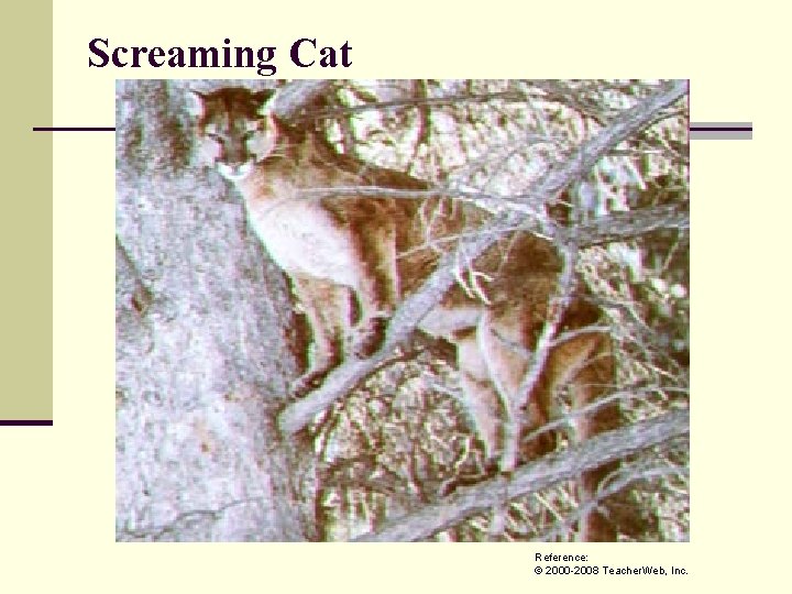 Screaming Cat Reference: © 2000 -2008 Teacher. Web, Inc. 